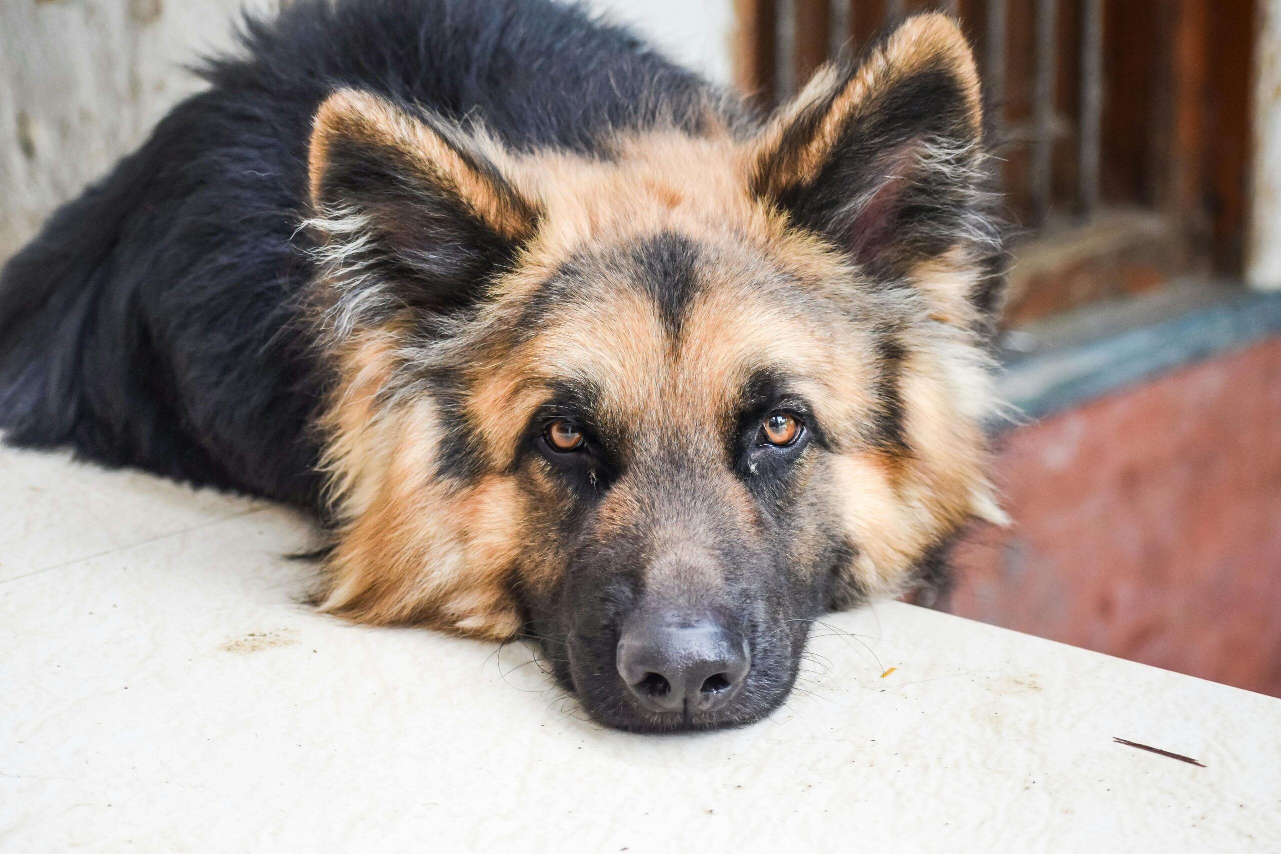joint supplement for dogs